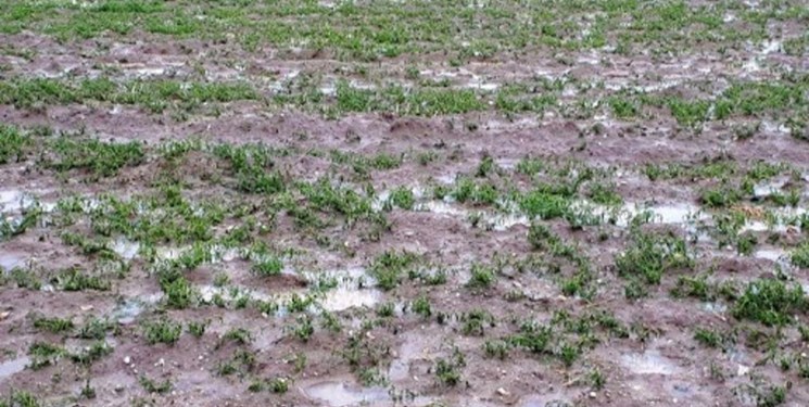 خسارت ۶۵۳ میلیارد ریالی سرما به کشاورزی شهرستان اقلید