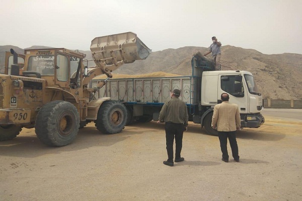 حمل و جابجایی ۴۲ هزار تن گندم در فارس