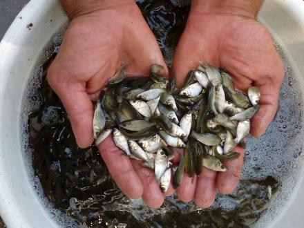 تولید ماهی قزل آلا در بزرگترین استخر خاکی اقلید