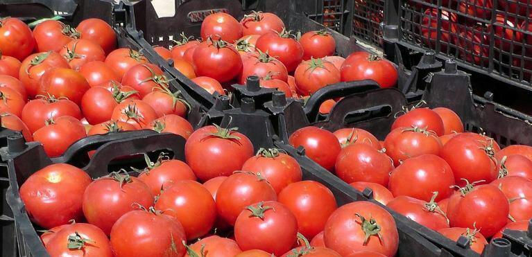 آغاز برداشت گوجه فرنگی در شهرستان اقلید
