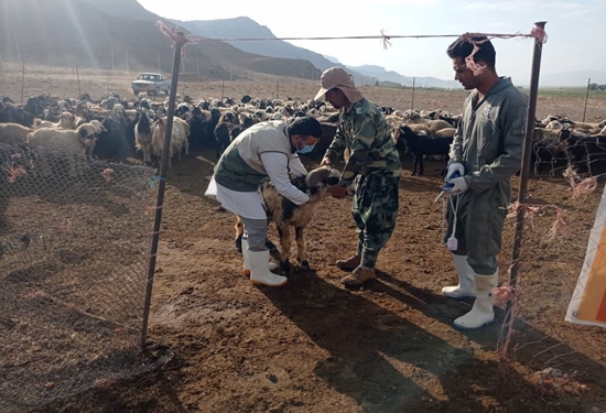 برگزاری رزمایش جهاد دامپزشکی در شهرستان اقلید
