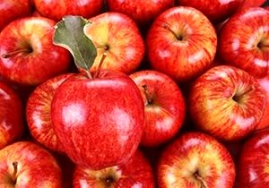 تولید 390 هزار تن سیب در فارس