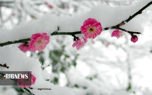 معرکه گیری زمستان در بهار شیراز