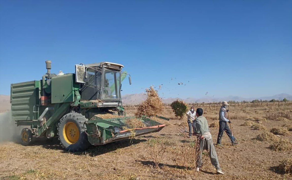 برداشت ۲۵ تن لوبیا از مزارع تحقیقاتی دانشگاه آزاد اسلامی اقلید