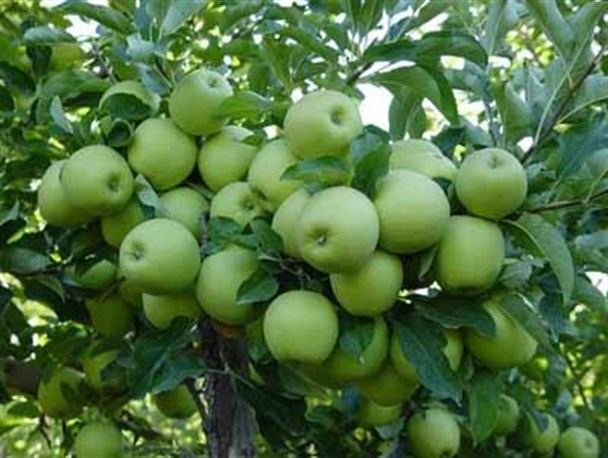برداشت سیب پاییزه از باغ‌های فارس
