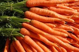 کشت هویج در اقلید