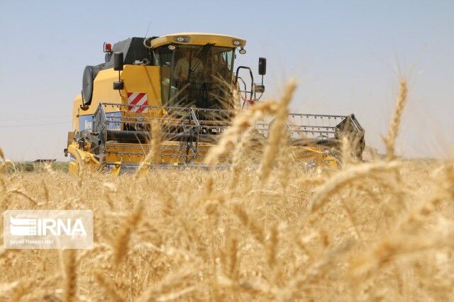 کمبود بارش،میزان خرید گندم تضمینی را در فارس کاهش داد 