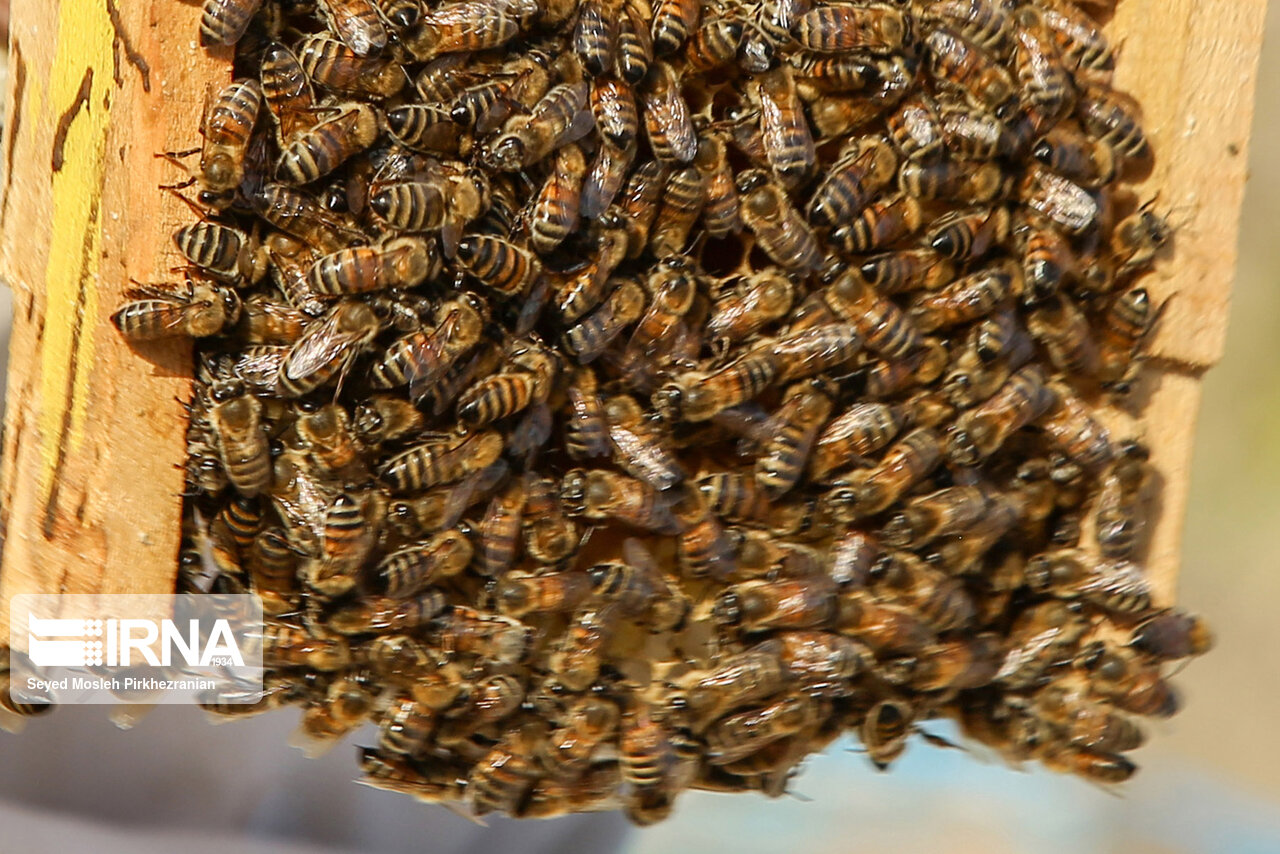 اقلید فارس پذیرای زنبورداران مهاجر از دیگر مناطق است