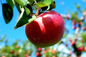 برداشت 30 هزار تن سیب درختی در فارس 