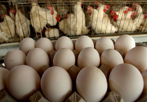 تولید روزانه 7 تن تخم‌مرغ در اقلید