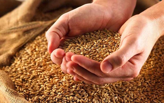 کشت ارقام بذری گندم در اراضی شهرستان اقلید